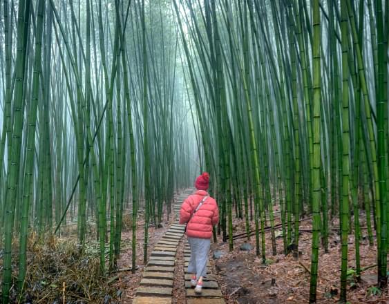 человек в розовой куртке в бамбуковом лесу